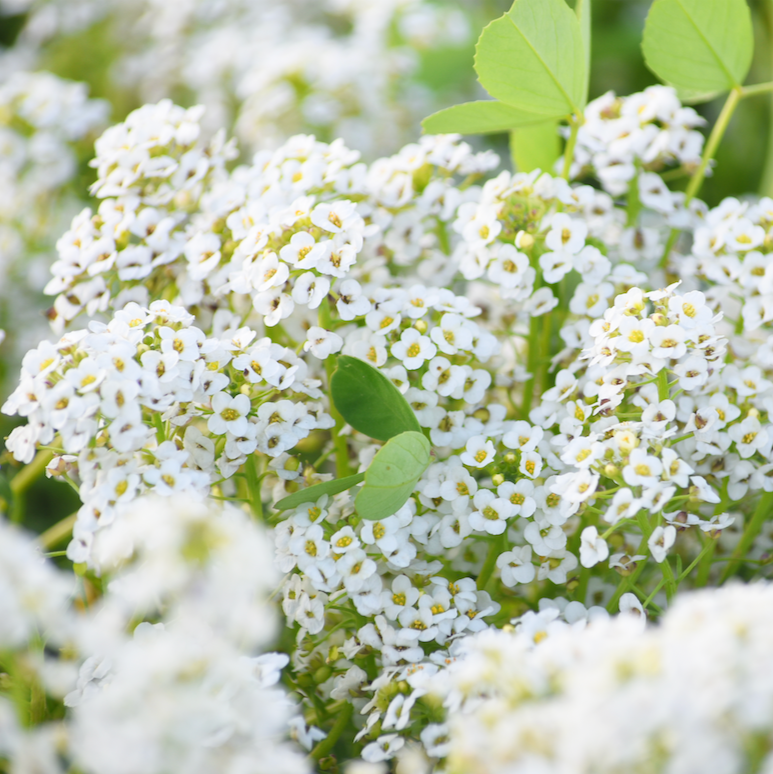 Close-up of delicate white Alyssum flower seeds with green foliage