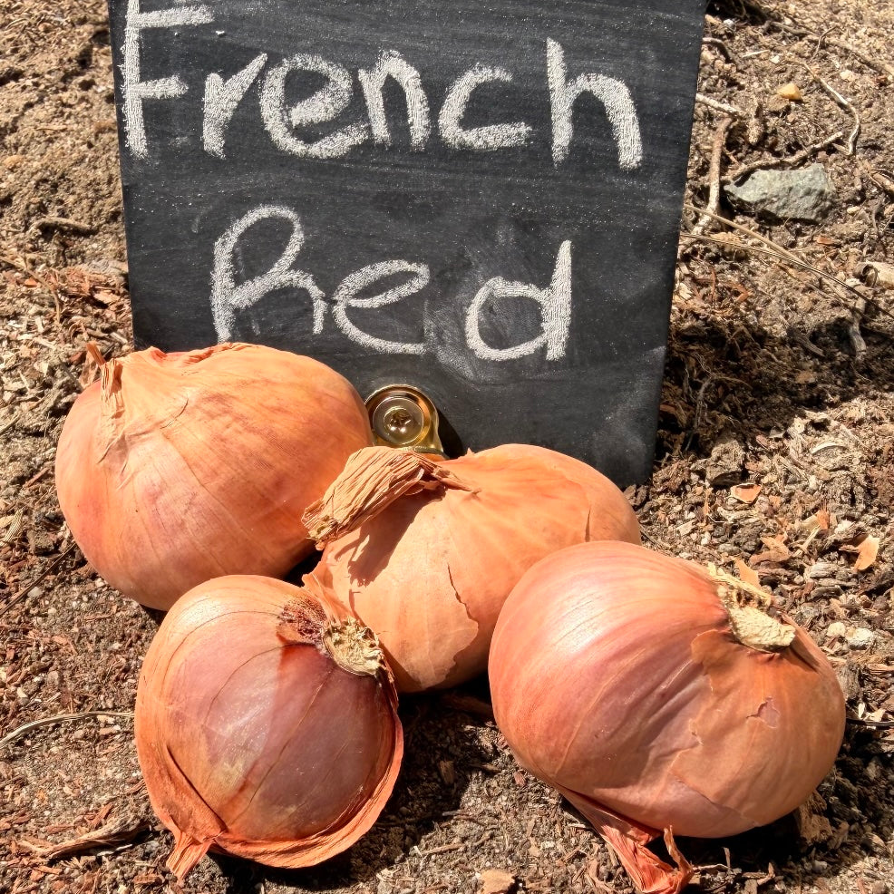 Shallot (sets) - French, Red (Organic)