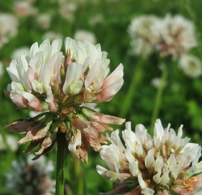 White Dutch clover from SeedsNow Wildflower Mix for beneficial insect garden planting.