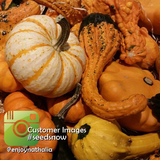 Mixed small gourds of various shapes and colors from gourd seeds collection