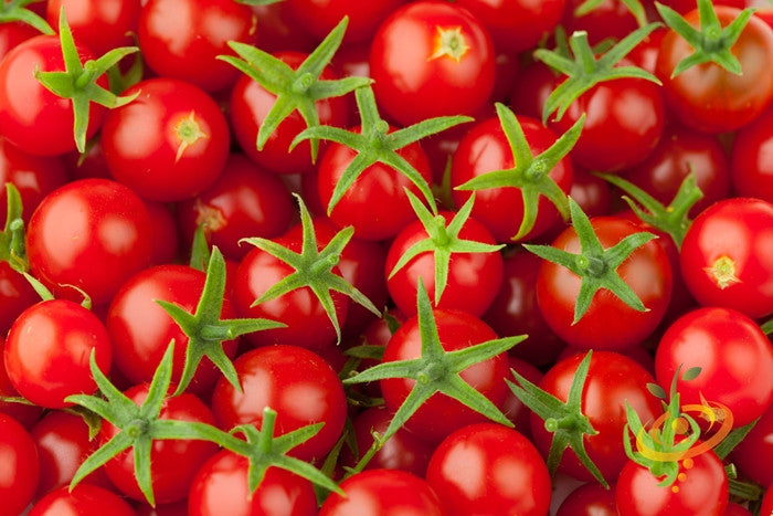 Tiny Tim tomato seeds from SeedsNow, small determinate tomato plant with vibrant red tomatoes in a garden setting.