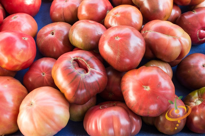Pink Brandywine tomatoes with ribbed shoulders and pink blush on a blue background
