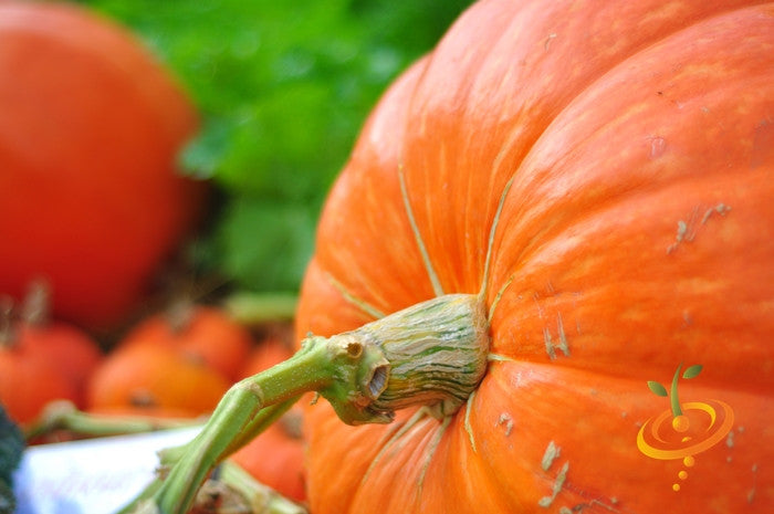 Large pumpkin with green stem and orange rind, grown from Big Max pumpkin seeds by SeedsNow, on a white background.
