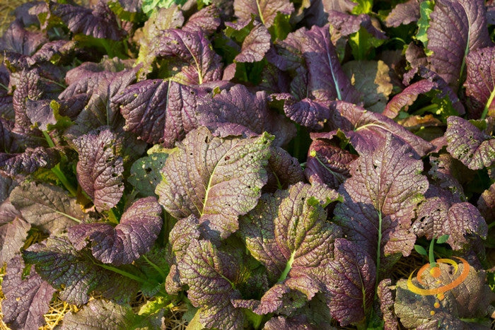 Giant Red mustard green leaves with purple tint and green midribs growing in garden