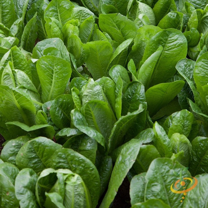 Dark Green Romaine Lettuce seeds for sale to buy online from the USA. Sweet Juicy Crunchy Midribs! Open-pollinated, USA-quality, Heirloom, NON-GMO organic seeds & more!
