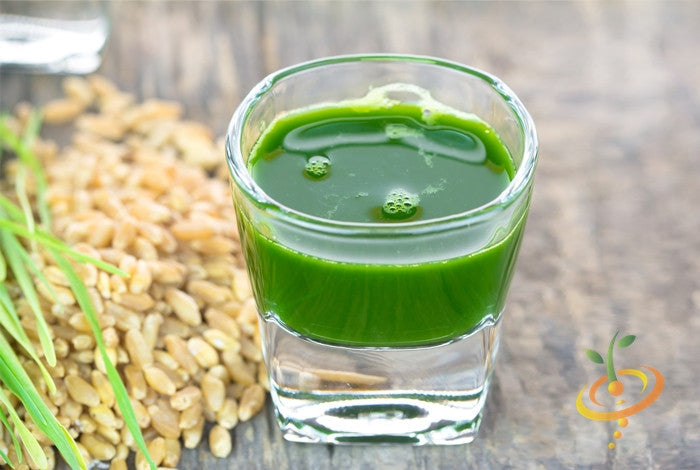 Fresh wheat grass sprouts from SeedsNow, showcasing vibrant green microgreens in a close-up view.