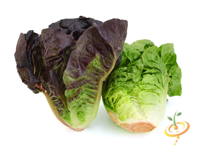 Romaine lettuce heads with red-tipped and green leaves isolated on white background