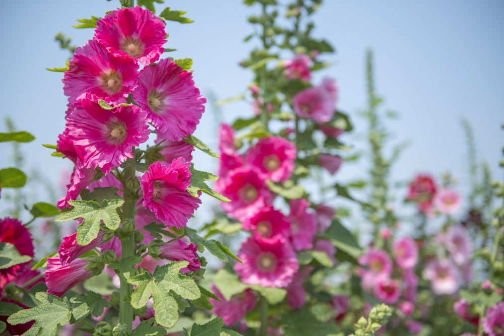 Hollyhock Indian Spring Mix flower seeds from SeedsNow-Flowers, showing vibrant pink and red hollyhock flower buds and foliage.