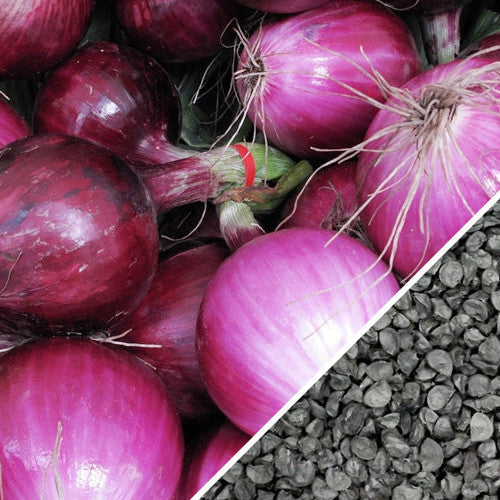 Red Globe Southport onion seeds from SeedsNow, showing vibrant red onion bulbs and fresh seed packets for planting.