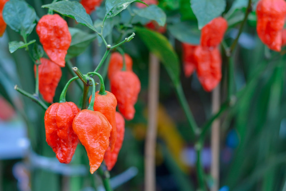 Pepper (Hot) - Ghost Chili/Bhut Jolokia π₯π₯π₯π₯π₯π₯π₯΅ (HYBRID) - SeedsNow.com
