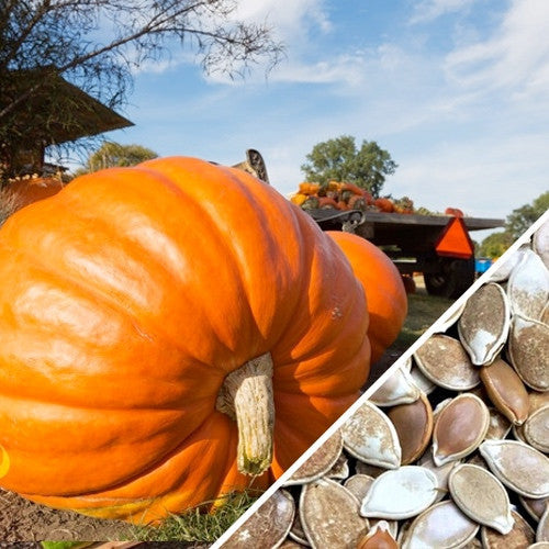 Large pumpkin grown from SeedsNow Big Max seeds, showing its vibrant orange skin and sturdy stem.