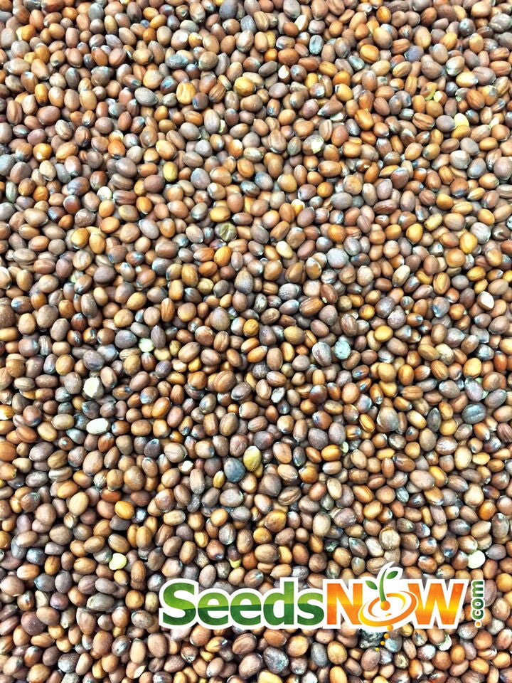 Japanese Minowase Daikon radish seeds from SeedsNow, showing fresh seeds for growing large-root radishes.
