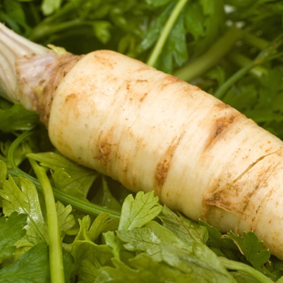 Shop Snow White Carrot seeds to buy online in the USA. Creamy white, crunchy, mild/sweet. Open-pollinated, USA-quality, Heirloom, NON-GMO organic seeds & more!