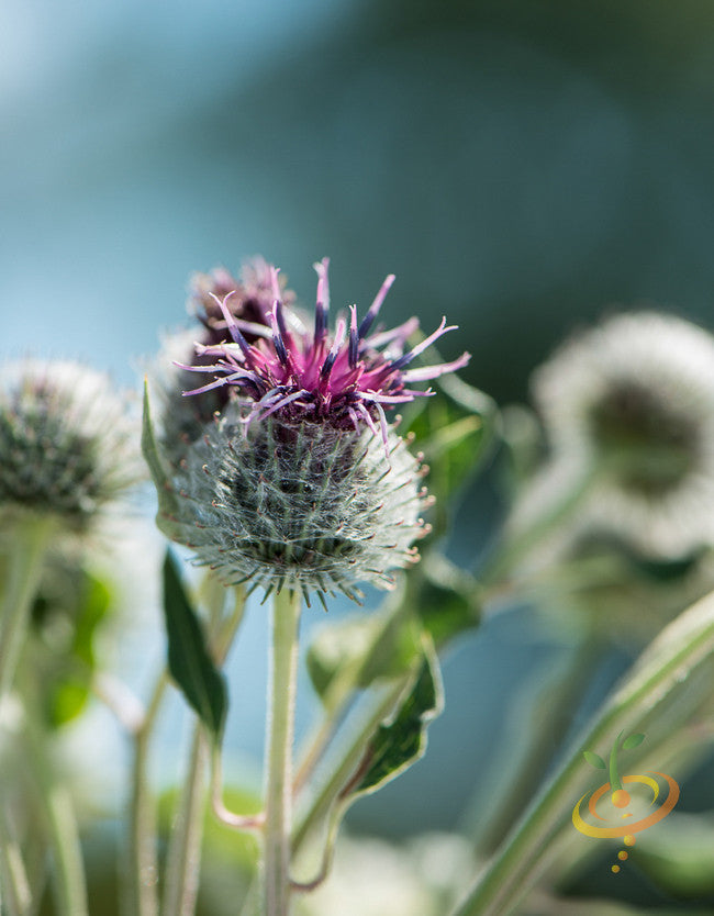 Purple Cardoon seeds from SeedsNow, showing fresh seeds for growing Cardoon (Purple Artichoke Thistle) plants.