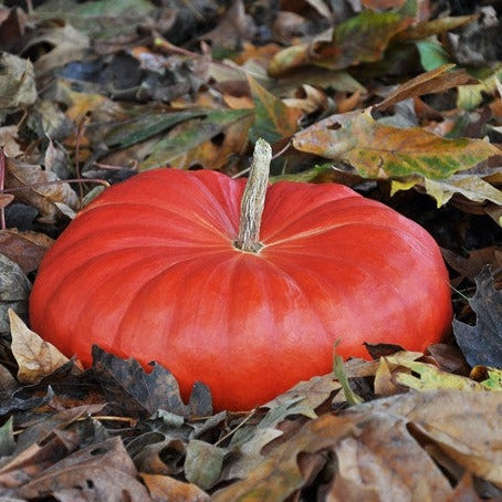 Buy Cinderella Pumpkin seeds online from the USA. Grow medium-sized 25 lb. heirloom pumpkins, delicious flesh that look like the coach from a Cinderella fairy tale.
