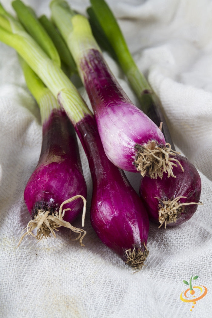 Crimson Forest onion bunching seeds from SeedsNow, young onion seedlings with green stalks and purple-tinged bulbs.