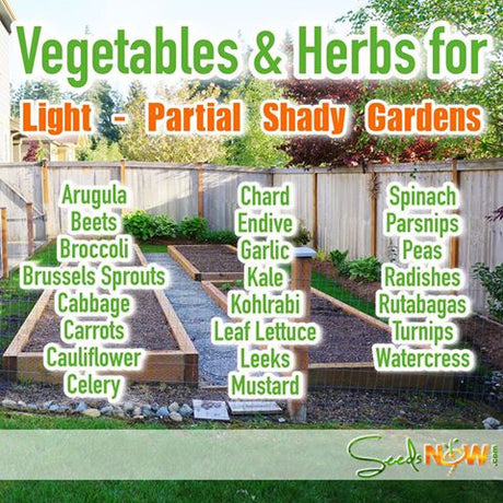 Which Vegetables & Herbs Grow Best in Light - Partial Shady Gardens?