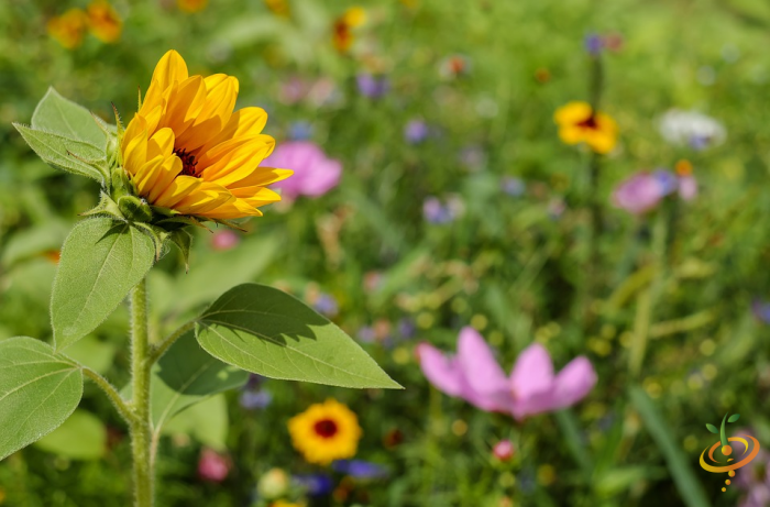 PRO Tips for Growing Wildflowers Successfully