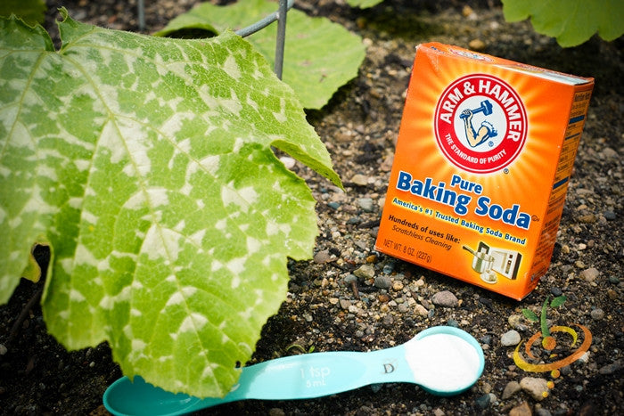 How to Control Powdery Mildew, the Easy Way!