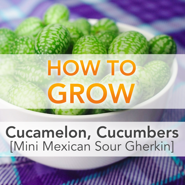 Everything You Ever Wanted To Know About Growing Cucamelons