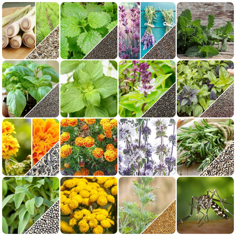 Repel Mosquitos Naturally By Growing These Plants in Your Garden