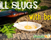 Kill Slugs with Beer 🍺