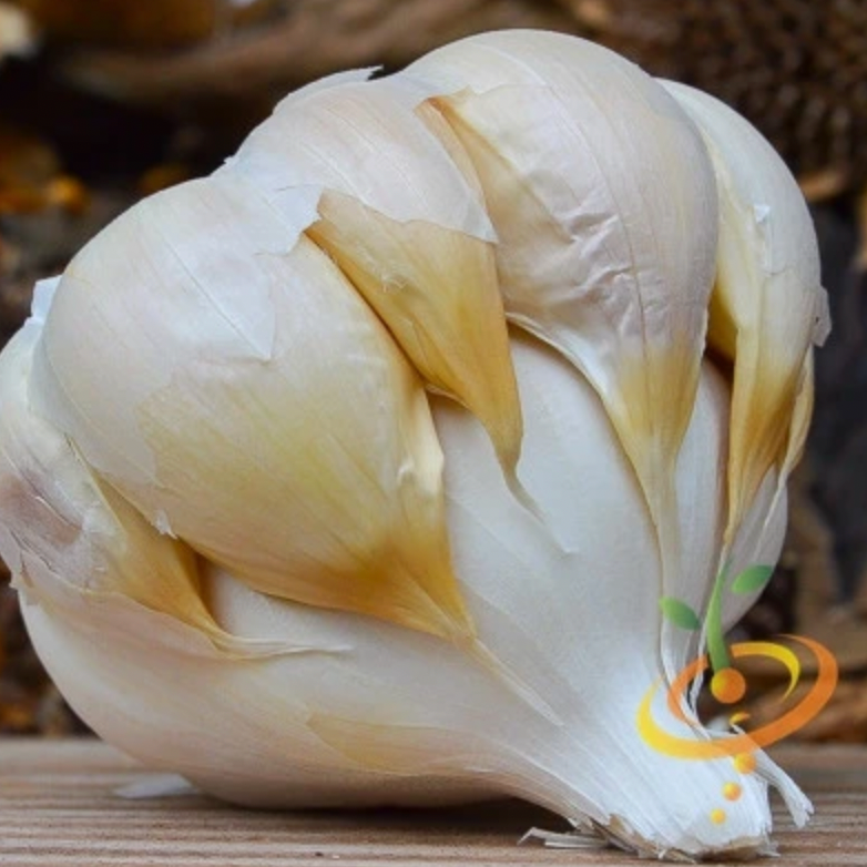 How to Plant, Grow, Harvest, and Store Organic Garlic