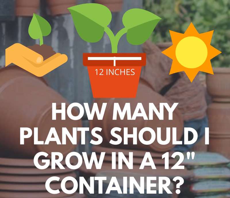 How Many Plants a 12″ Container?