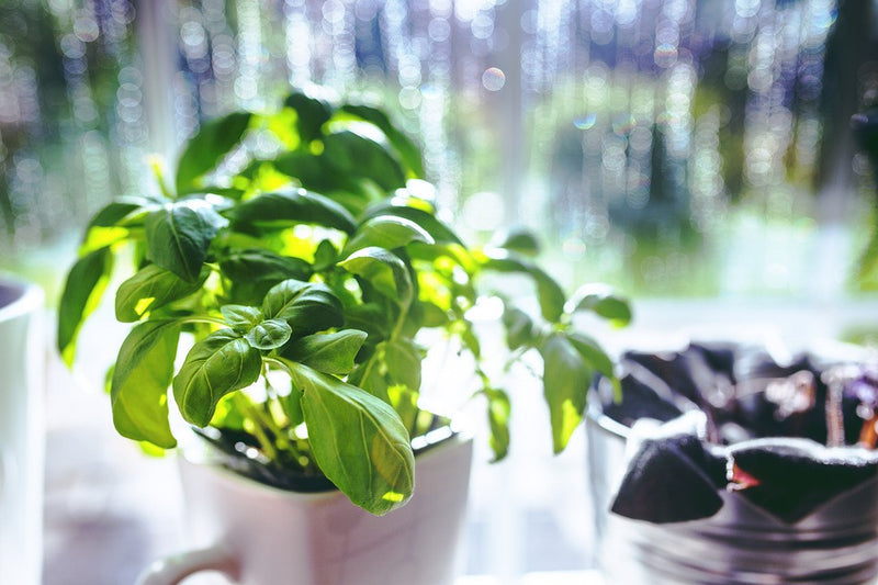 Top 6 Culinary Herbs You Never Knew You Could Grow Indoors, During Winter!