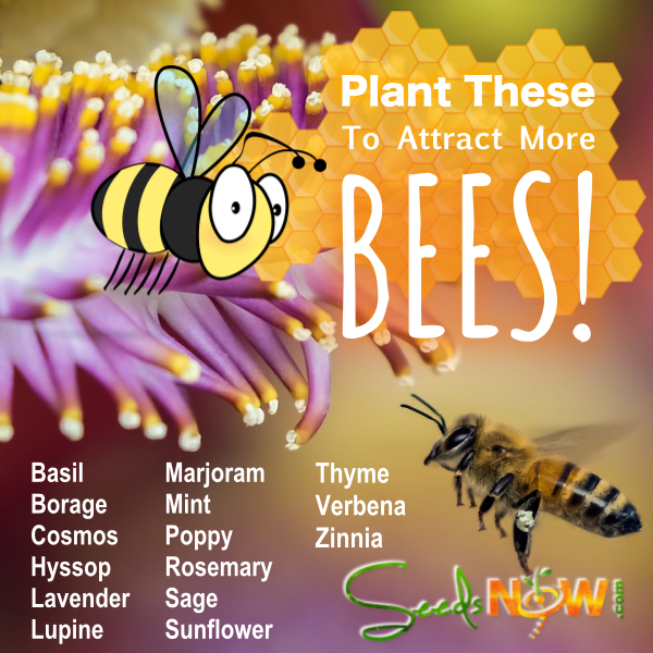 Plant THESE To Attract More BEES!