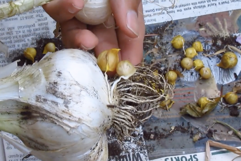 Learn How To Re-Plant Corms that Come From Your Elephant Garlic!