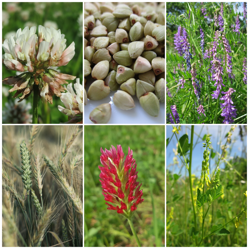What Are COVER CROPS and Why Should I Plant Them in My Garden??