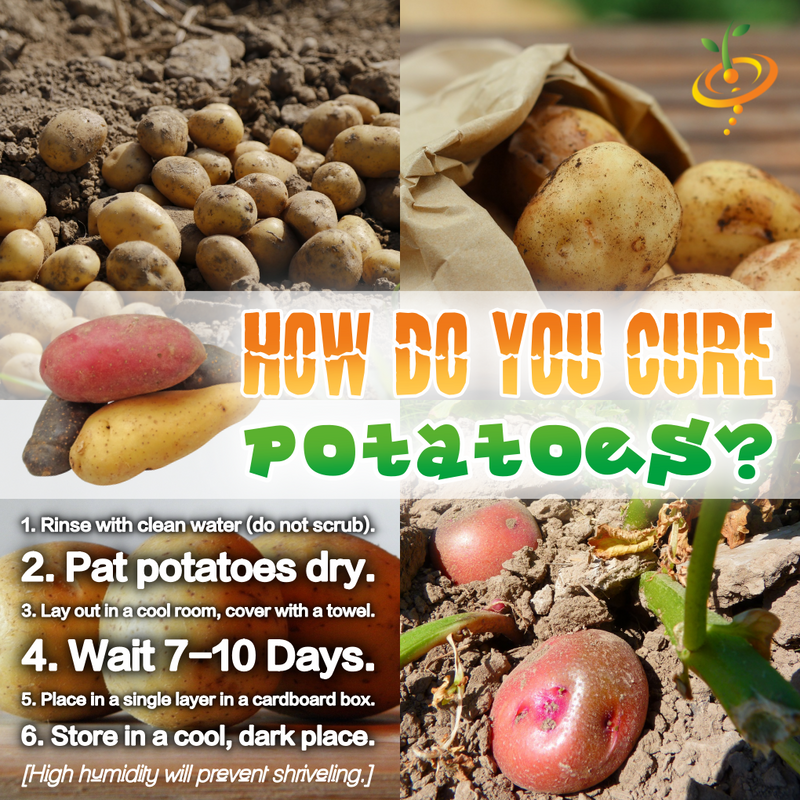 How Do You Cure Potatoes?