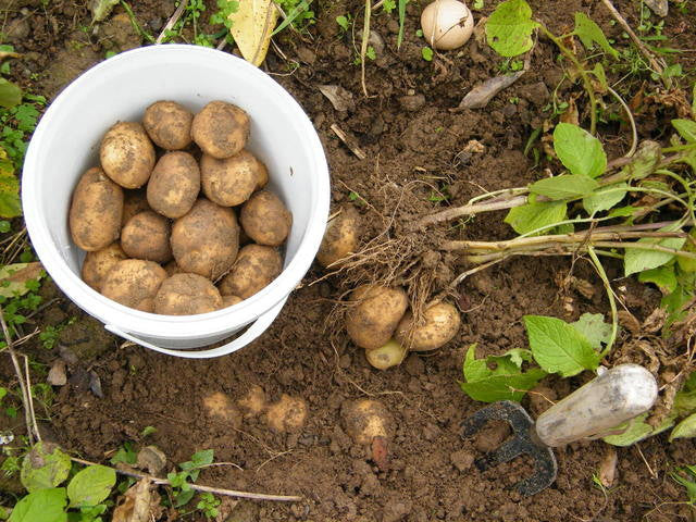 Growing Potatoes from Seed - Start to Finish