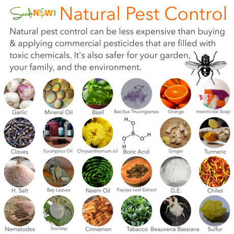 Natural Pest Control Methods