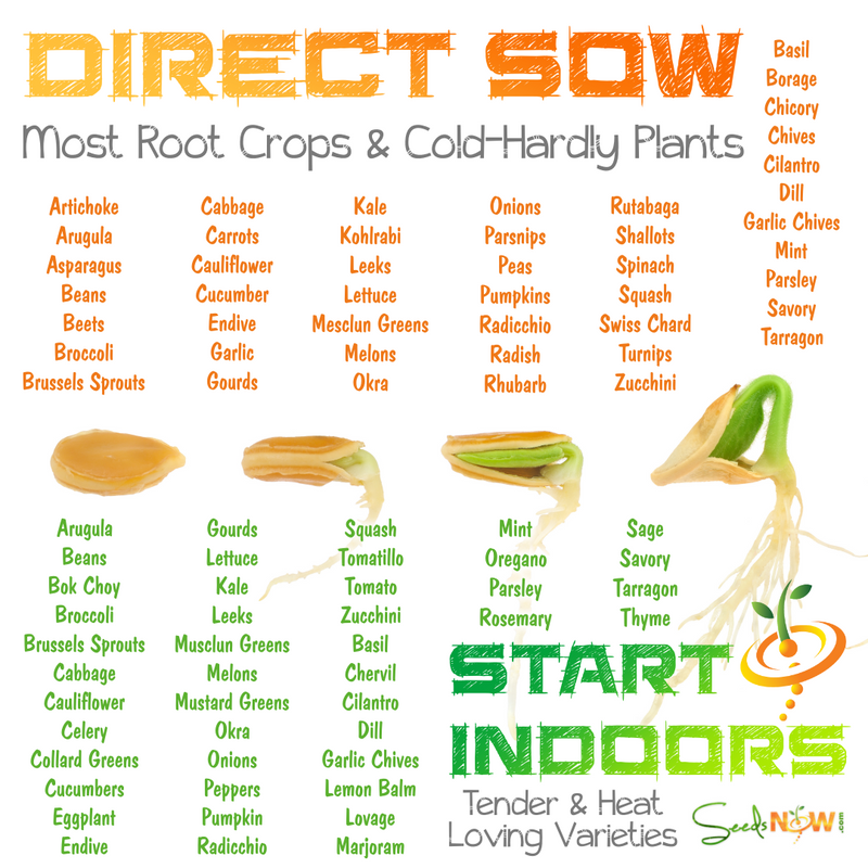 Direct Sow vs. Starting Indoors - Which Varieties Do Best
