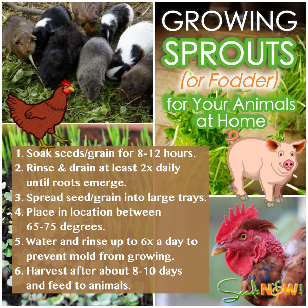 How To Supplement Your Animal Feed by Growing Fodder at Home