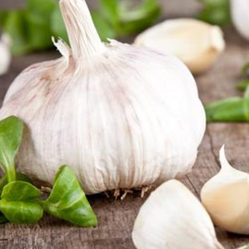 Hard-neck Garlic VS Soft-neck Garlic?  What is the difference?
