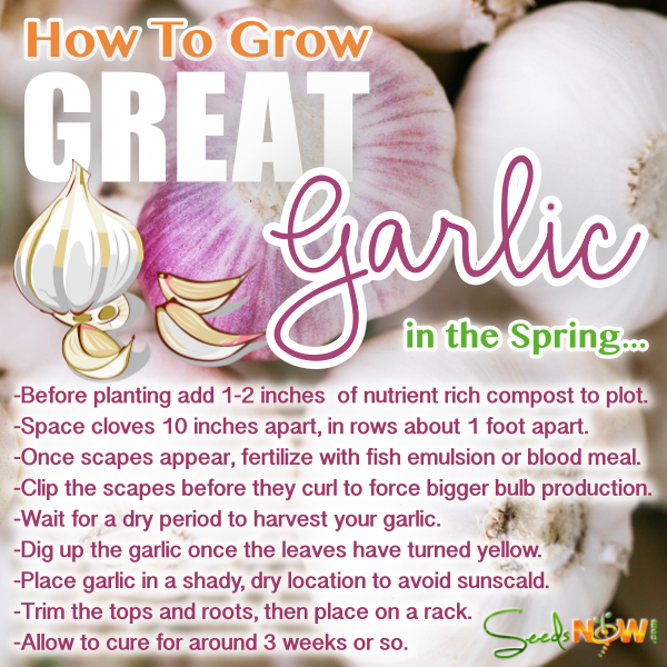 How To Grow GREAT Garlic, In the Spring