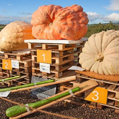 How to Grow a Giant Pumpkin from Seed