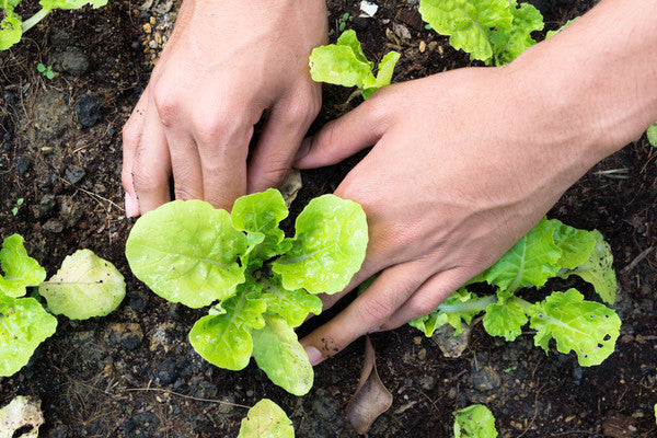 Are You a First Time Gardener? Start Here!