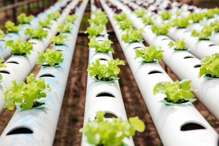 15 Lettuce & Leafy Greens You Should Try Growing Hydroponically