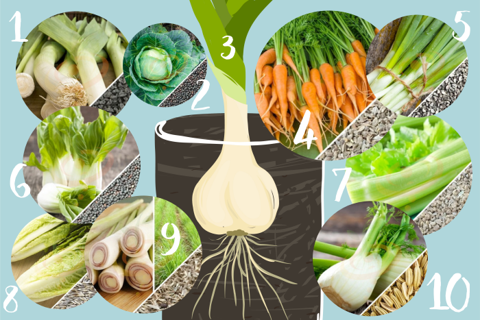 10 Vegetables You Can Re-Grow in Water