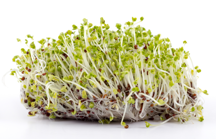 How to Grow Sprouts Easily at Home Using a Mason Jar