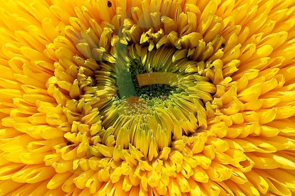 How to Grow Beautiful and Healthy Sunflowers