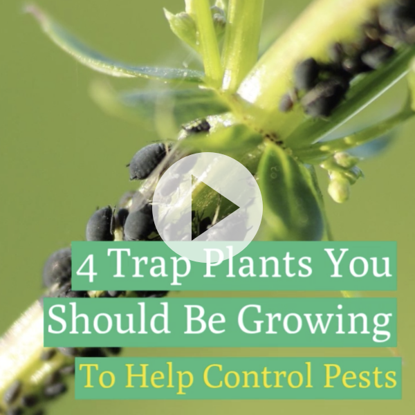 4 Trap Plants You Should Be Growing To Help Deter Pests