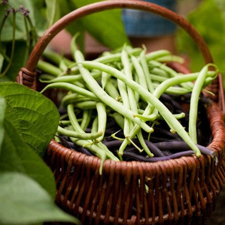 What are the best Companion Plants Compatible with Beans?