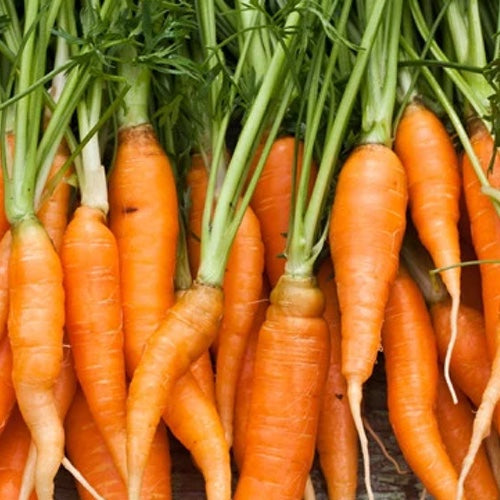 Discover top companion plants for carrots that promote healthy growth and soil benefits. Enhance your garden with strategic plant pairings for carrots.