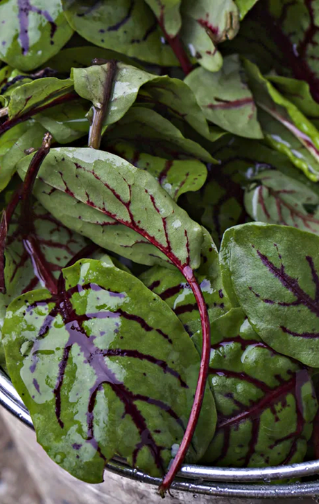 All sorrel seeds packet for planting versatile Rumex acetosa herb with tangy flavor