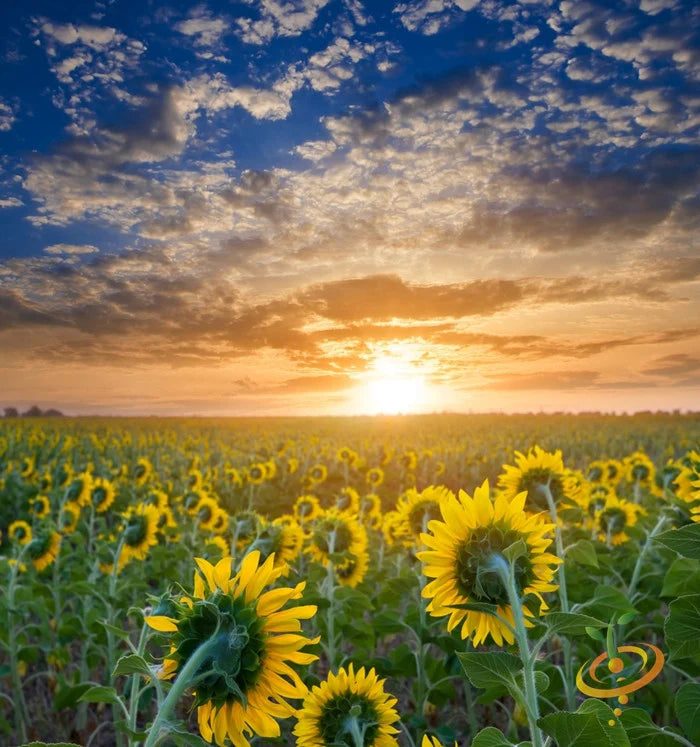 Buy high-quality heirloom Sunflower seeds (Helianthus Annuus) from USA